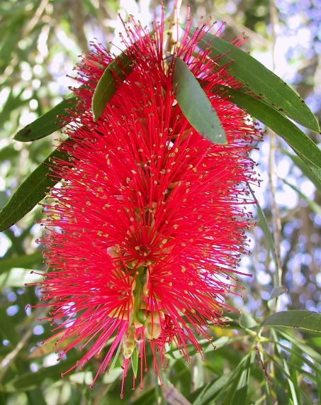 fiore australiano rosso