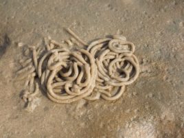 vermi bianchi sulla sabbia