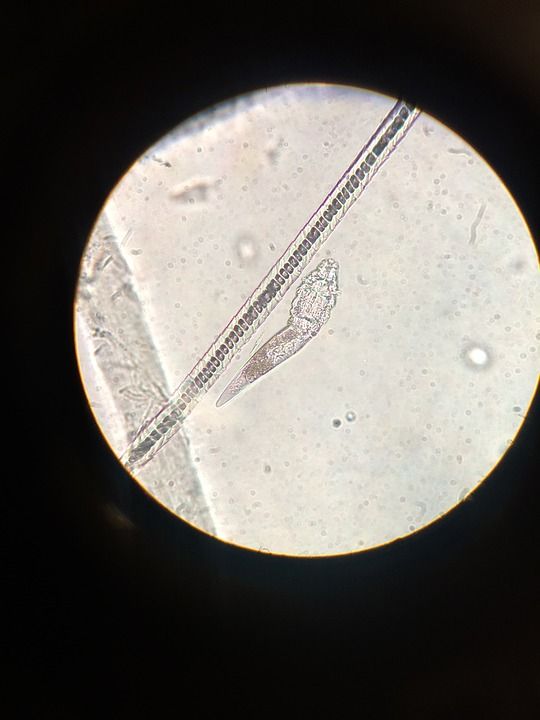 ingrandimento di parassiti al microscopio