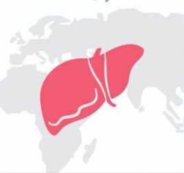 importanza del fegato
