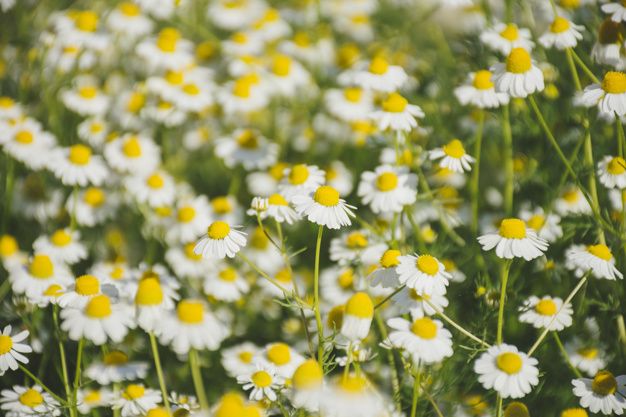 fiori di camomilla